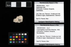 Foto (Objket + Etiketten) von Cracensigillatus acutirostris (Moericke, 1889) (NHMW-GEO-1990-0041-0535)